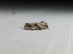 Agriophara confertella