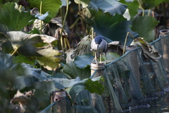 Nycticorax nycticorax