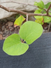 Styrax platanifolius