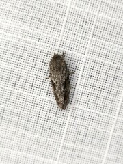 Agriophara confertella