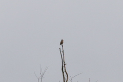 Coccothraustes coccothraustes