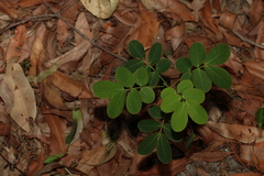 Senna pendula glabrata