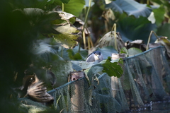 Nycticorax nycticorax