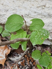 Styrax platanifolius