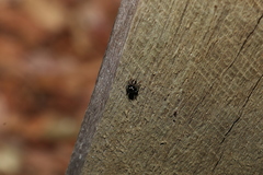 Zenodorus orbiculatus