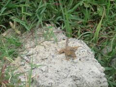 Sitana ponticeriana