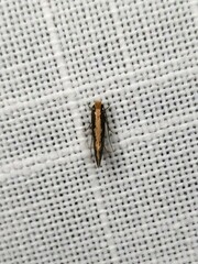 Monopis crocicapitella