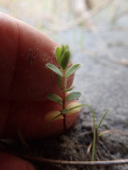 Pimelea villosa