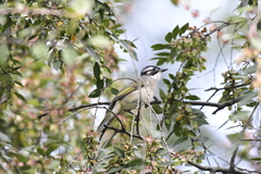 Pycnonotus sinensis
