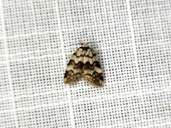 Thallarcha leptographa