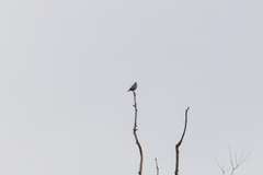 Coccothraustes coccothraustes