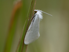 Tipanaea patulella