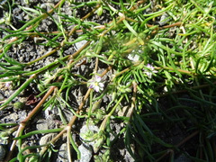 Spergularia bocconei