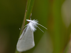 Tipanaea patulella