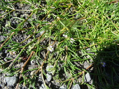 Spergularia bocconei