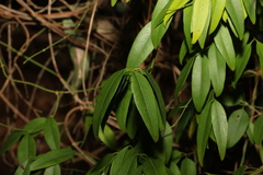 Secamone elliptica
