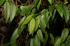 Secamone elliptica