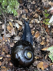 Powelliphanta spedeni