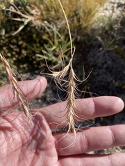 Elymus elymoides