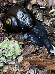 Powelliphanta spedeni