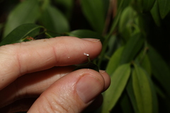 Secamone elliptica