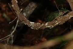 Secamone elliptica