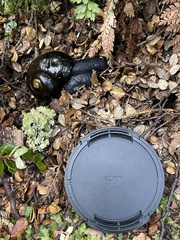 Powelliphanta spedeni