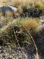 Elymus elymoides