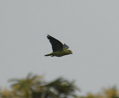 Brotogeris cyanoptera