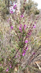 Prostanthera rotundifolia