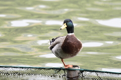 Anas platyrhynchos