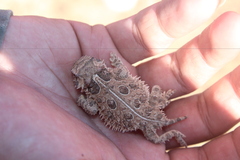 Phrynosoma cornutum