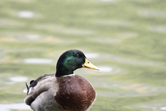 Anas platyrhynchos