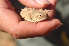 Phrynosoma cornutum