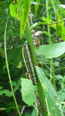 Cucullia convexipennis