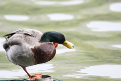 Anas platyrhynchos