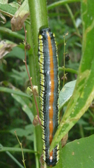 Cucullia convexipennis
