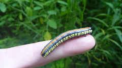 Cucullia convexipennis