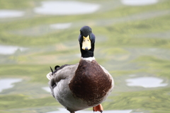 Anas platyrhynchos