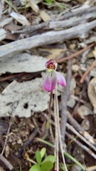 Caladenia pusilla