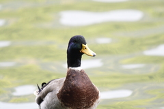 Anas platyrhynchos