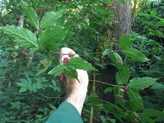 Euonymus occidentalis