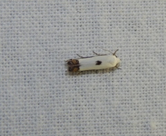 Polyhymno chionarcha