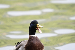 Anas platyrhynchos