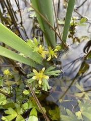 Ranunculus amphitrichus