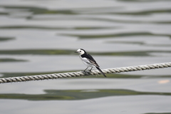 Motacilla alba