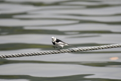 Motacilla alba