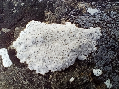 Lecanora rupicola
