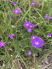 Geranium incanum