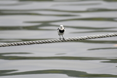 Motacilla alba